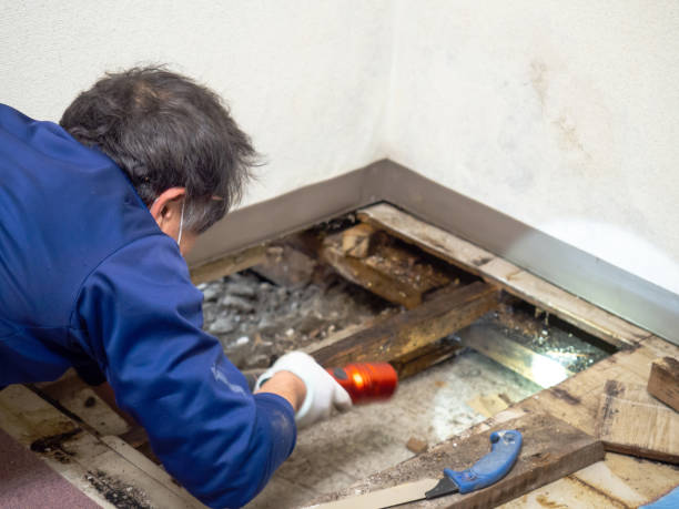 Mold Removal Process in Sibley, LA