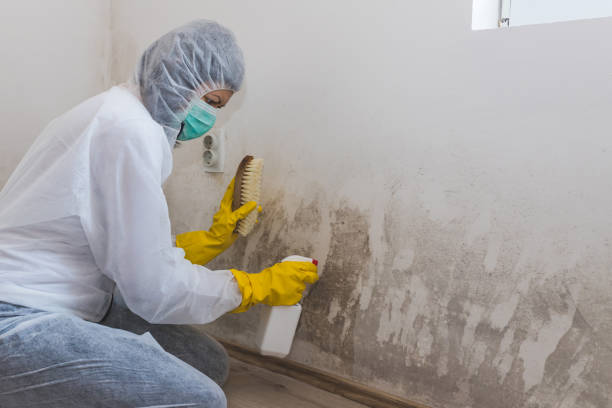 Best Commercial Mold Removal  in Sibley, LA