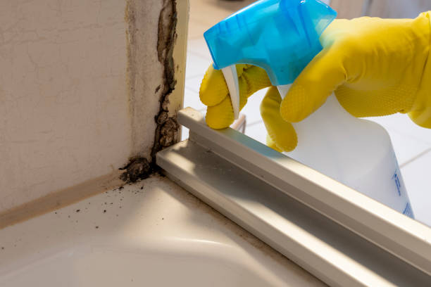 Best Mold Removal Company Near Me  in Sibley, LA