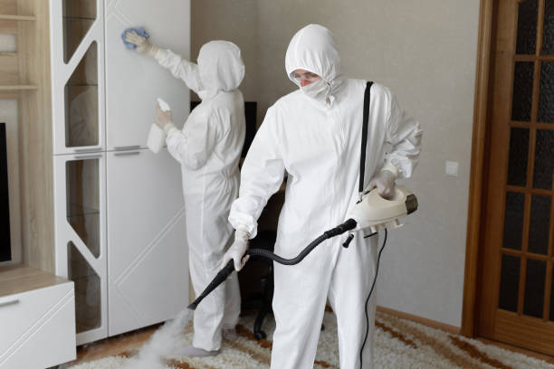 Best Mold Damage Repair  in Sibley, LA