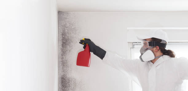 Professional Mold Removal in Sibley, LA