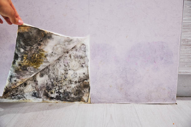 Attic Mold Removal in Sibley, LA